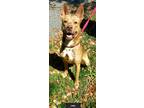 Adopt Lucy a Brown/Chocolate - with White Shepherd (Unknown Type) / Mixed dog in