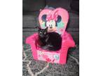 Adopt Juno a All Black Domestic Shorthair / Domestic Shorthair / Mixed cat in
