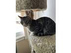 Adopt Simba a Gray or Blue Domestic Mediumhair / Mixed (medium coat) cat in