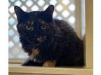 Adopt Zena a Domestic Shorthair / Mixed cat in Osage Beach, MO (39244071)