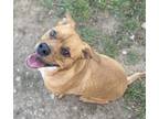 Adopt Jack a Brown/Chocolate American Staffordshire Terrier / Pug / Mixed (short
