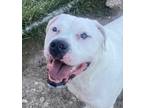 Adopt Winter (bonded pair) a White Boxer / Mixed dog in San Marcos