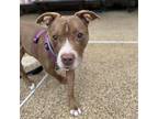 Adopt Rodge the Dodge a Tan/Yellow/Fawn Pit Bull Terrier / Mixed dog in Dallas
