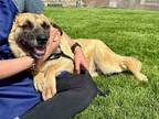 Adopt Buzz a Tan/Yellow/Fawn - with Black Shepherd (Unknown Type) / Mixed dog in
