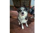 Adopt Roscoe a Tricolor (Tan/Brown & Black & White) Australian Shepherd / Mixed