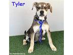 Adopt Tyler a Tan/Yellow/Fawn - with Black Shepherd (Unknown Type) / American