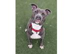 Adopt Lotso (foster) a Merle Terrier (Unknown Type, Medium) / Mixed Breed