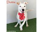Adopt Dottie a White - with Tan, Yellow or Fawn Labrador Retriever / American