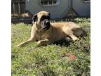 Adopt Jade a Tan/Yellow/Fawn Mastiff / Mixed dog in Corpus Christi