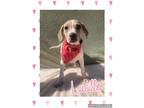 Adopt Lucille a White - with Tan, Yellow or Fawn Hound (Unknown Type) / Labrador