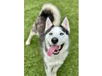 Adopt Kobe a Black Husky / Mixed Breed (Medium) / Mixed (short coat) dog in Red