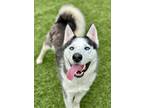 Adopt Kobe a Black Husky / Mixed dog in Red Bluff, CA (40296663)