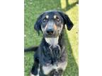 Adopt Lyle a Black Shepherd (Unknown Type) / Mixed dog in Red Bluff