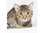 Adopt Thelma a Gray or Blue Domestic Shorthair / Domestic Shorthair / Mixed