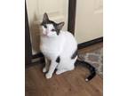Adopt Roger a White Domestic Shorthair / Domestic Shorthair / Mixed cat in