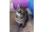 Adopt Ellie a Tiger Striped Domestic Shorthair (short coat) cat in St.