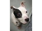 Adopt Rockie a White Mixed Breed (Medium) / Mixed dog in Atlanta, GA (41218331)