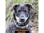 Adopt Nyla a Brown/Chocolate German Shepherd Dog / Mixed dog in Stroudsburg