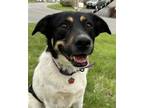 Adopt Bailey *Courtesy Post* (Liverpool NY) a Australian Cattle Dog / Labrador