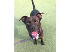 Adopt Peace a Black - with White Labrador Retriever / Pit Bull Terrier / Mixed