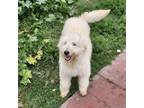 Adopt Stacy a Tan/Yellow/Fawn - with White Goldendoodle / Mixed dog in Torrance