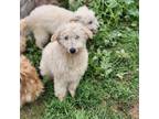 Adopt Steve a Tan/Yellow/Fawn Goldendoodle / Mixed dog in Torrance