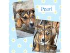 Adopt Pearl a Tricolor (Tan/Brown & Black & White) Labrador Retriever / Pit Bull