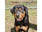 Adopt Wren a Black Rottweiler / Mixed dog in Moncks Corner, SC (41215716)
