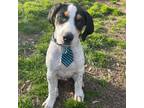 Adopt Cletus a White - with Black Coonhound / Mixed dog in Broken Arrow