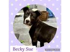 Adopt Becky Sue a Black - with White Labrador Retriever / Pit Bull Terrier /