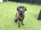 Adopt TALULLA a Black Cane Corso / Mixed dog in Tustin, CA (41182812)