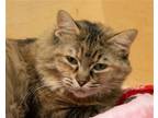 Adopt Naomi a Tortoiseshell Domestic Longhair / Mixed (long coat) cat in Fargo