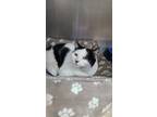 Adopt Faye a Black & White or Tuxedo Domestic Shorthair / Mixed (short coat) cat