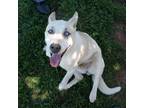 Adopt Carebear a White - with Tan, Yellow or Fawn Husky / Blue Heeler / Mixed