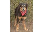 Adopt Whiskey a Black - with Tan, Yellow or Fawn English Shepherd / Mixed dog in