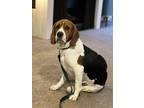 Adopt Benny a Tricolor (Tan/Brown & Black & White) Beagle / Basset Hound / Mixed