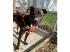 Adopt Noodle a Brindle Boxer / Mixed dog in DuQuoin, IL (41216985)