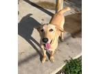 Adopt Josie a Tan/Yellow/Fawn Labrador Retriever / Mixed dog in DuQuoin