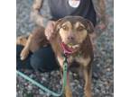 Adopt Skye @ Del Corazon a Brown/Chocolate Shepherd (Unknown Type) / Mixed dog