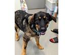Adopt Tala a Black German Shepherd Dog / Mixed dog in Beatrice, NE (41212774)