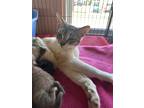 Adopt Genovese a White Domestic Shorthair / Domestic Shorthair / Mixed cat in
