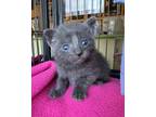 Adopt Styx a Gray or Blue Domestic Shorthair / Domestic Shorthair / Mixed cat in