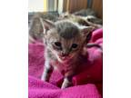 Adopt Kerbee a Gray or Blue Domestic Shorthair / Domestic Shorthair / Mixed cat