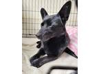 Adopt Sable a Black Schipperke / Mixed dog in Burlington, WA (41215892)