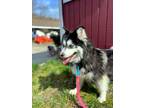 Adopt Dixie a Black - with White Pomsky / Mixed dog in Bedford Hills
