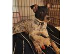 Adopt Marlie a Black Australian Cattle Dog / Mixed dog in Midway, UT (41053782)