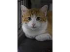 Adopt Wally a Orange or Red Domestic Shorthair / Domestic Shorthair / Mixed cat