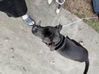 Adopt Mufassa a Black - with White Staffordshire Bull Terrier / Mixed dog in