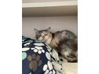 Adopt Fondue a Cream or Ivory Domestic Mediumhair / Domestic Shorthair / Mixed