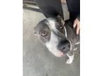 Adopt Sweetie* a Merle American Pit Bull Terrier / Mixed Breed (Medium) / Mixed